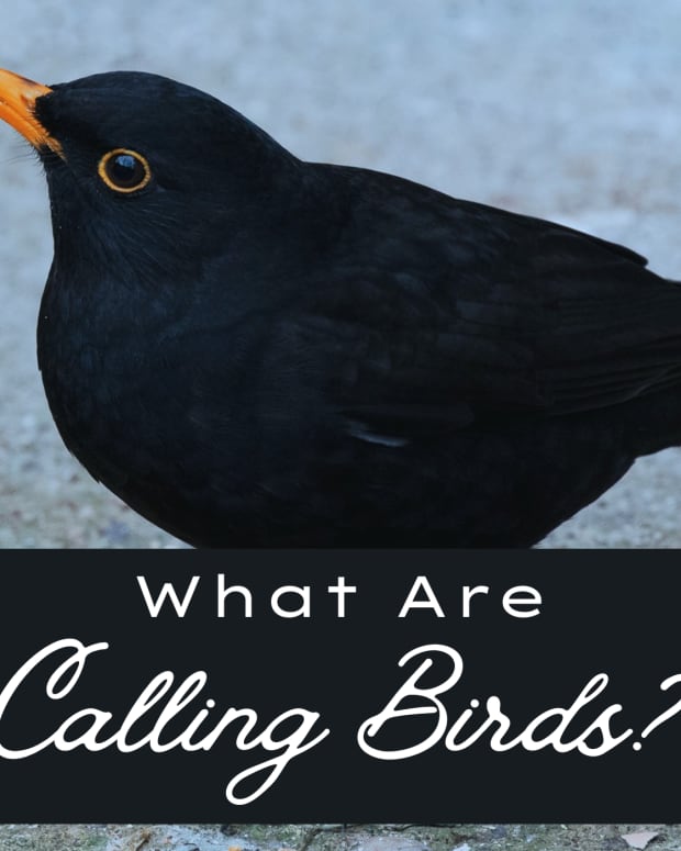 what-is-a-calling-bird-that-is-referenced-in-the-twelve-days-of-christmas