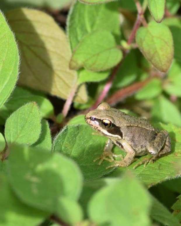 frogs-and-toads-the-first-inheritors-of-land