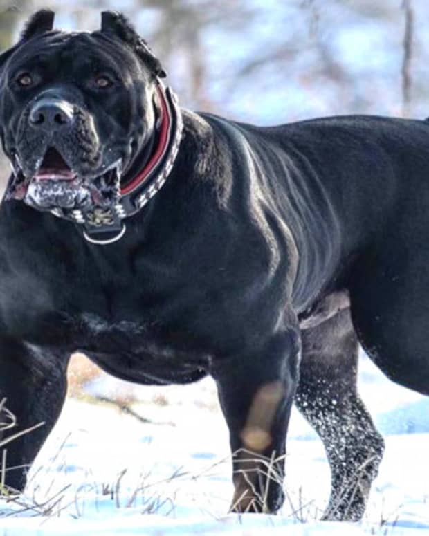 the-21-dog-breeds-not-for-inexperienced-dog-owners