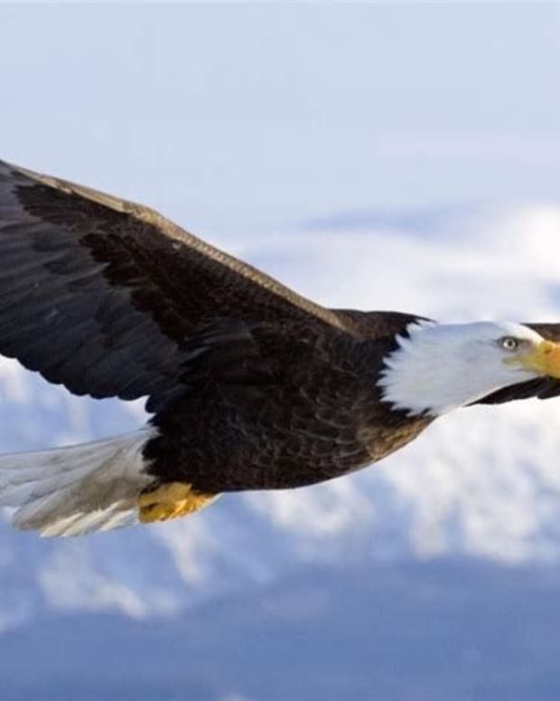 eagles-are-born-to-fly-high