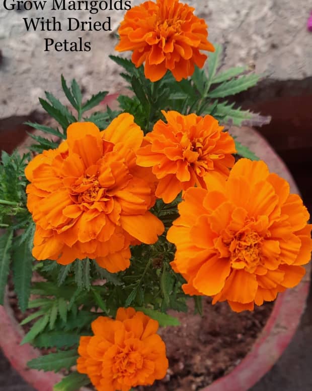 how-to-grow-the-indian-marigold-flowers-from-dried-leaves