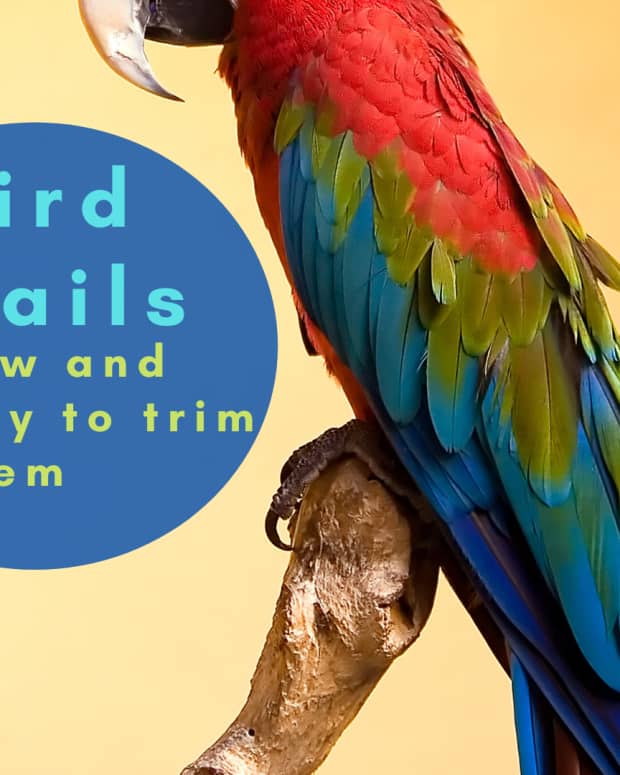 how-to-maintain-your-parrots-nails-dremel-vs-nail-clipper