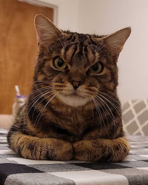 puss-the-turkish-angorra-cat