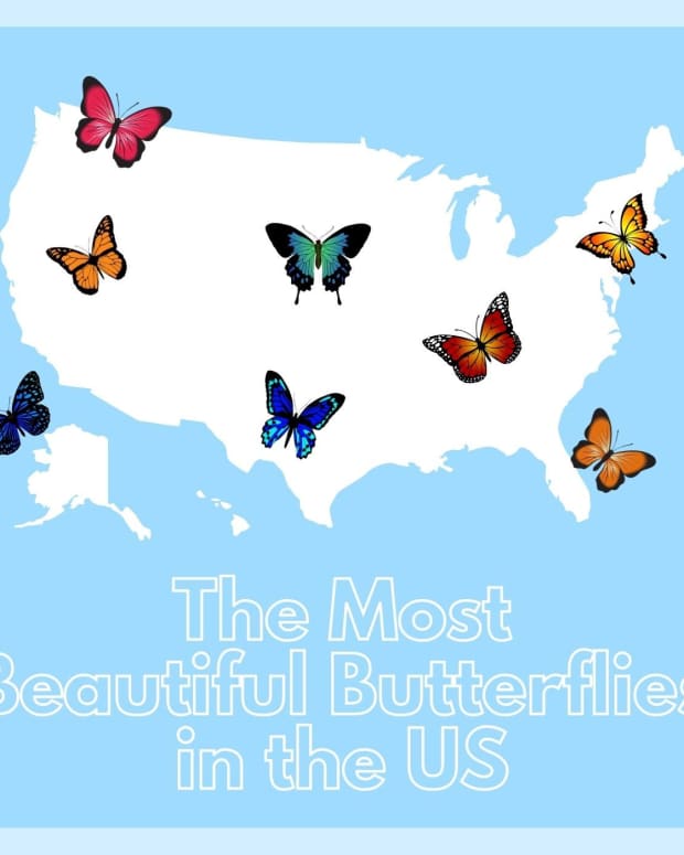 beautiful-butterflies-of-the-usa