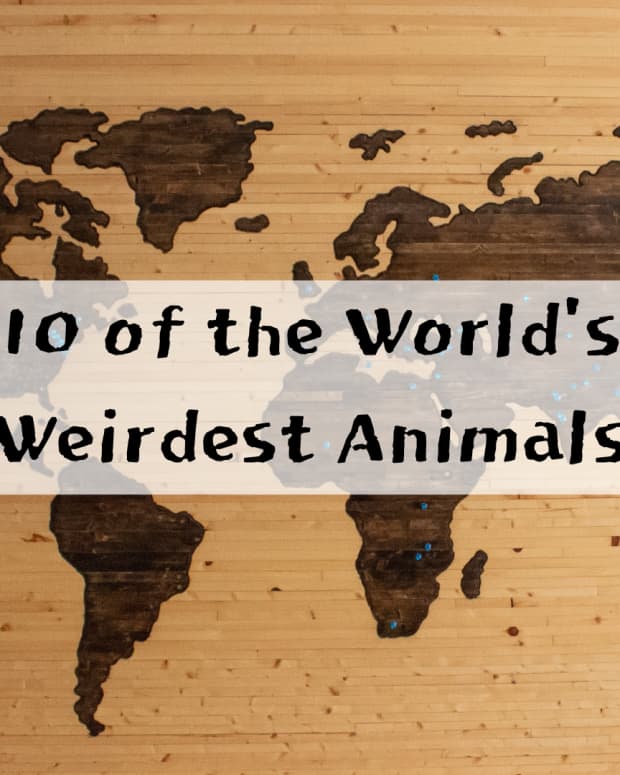 top-10-weirdest-animals-in-the-world
