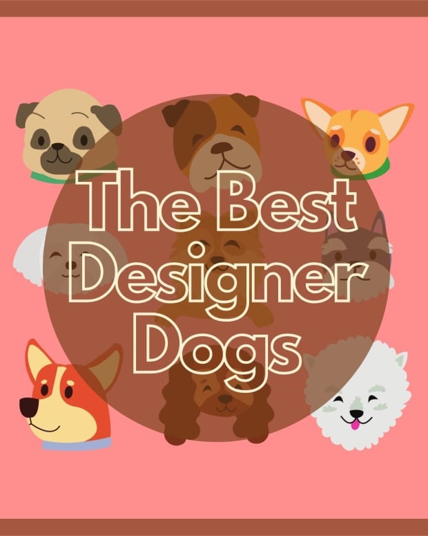 top-10-designer-dog-breeds