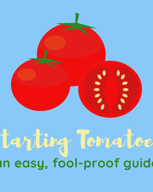 how-to-start-tomato-seeds-indoors-and-when-to-plant-them-out