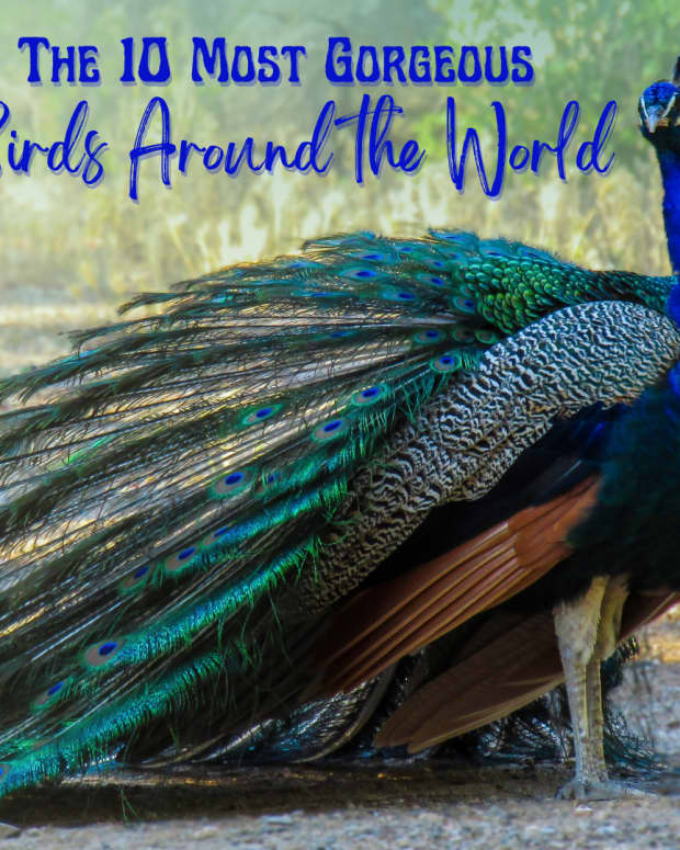 facts-about-the-most-beautiful-birds-around-the-world-you-may-not-know