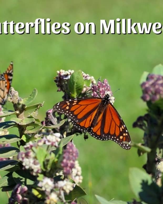 butterflies-on-milkweed