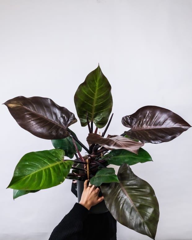 how-to-repot-philodendron-in-6-easy-steps