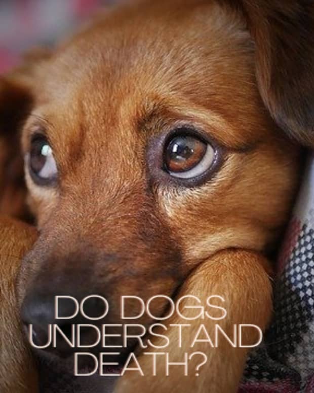 do-dogs-understand-death