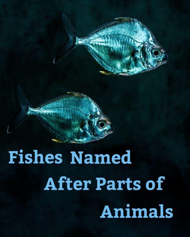 list-of-fishes-named-after-parts-of-animals
