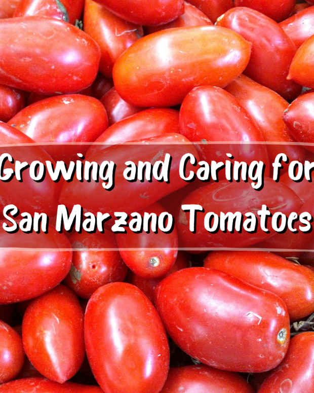 How to Grow Big Tomato Plants Dengarden