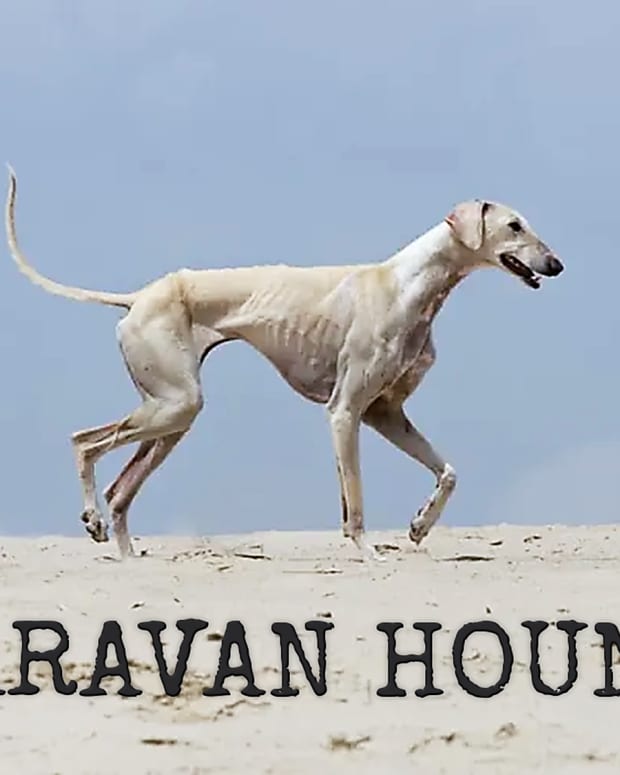 when does a mudhol hound mature