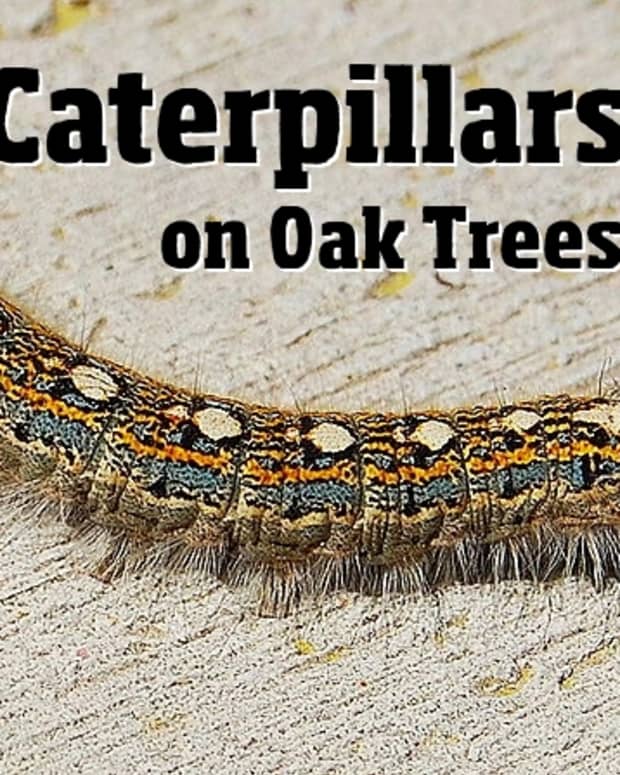 caterpillars-on-oak-trees