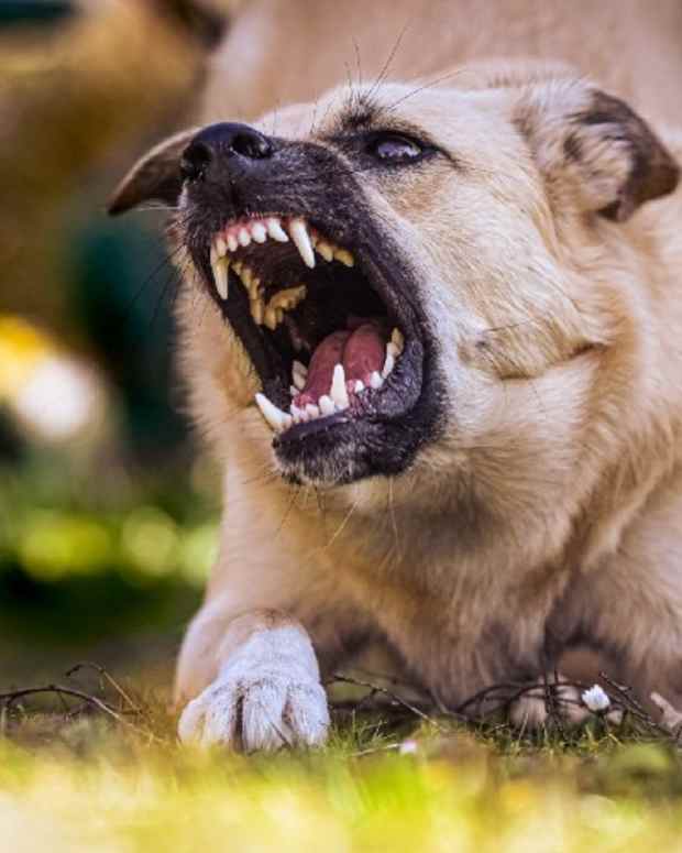 Understanding Dog Maternal Aggression PetHelpful