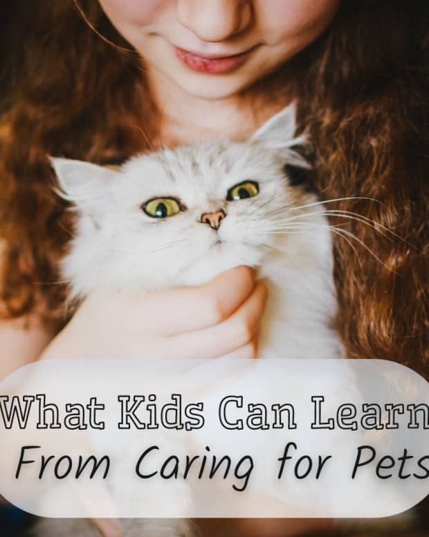what-can-children-learn-from-looking-after-a-pet