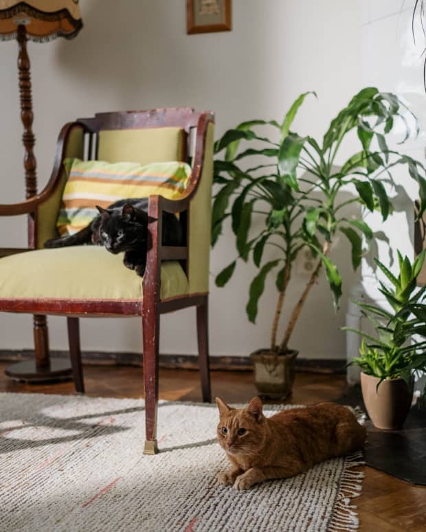 10-plants-that-are-safe-in-a-cat-household