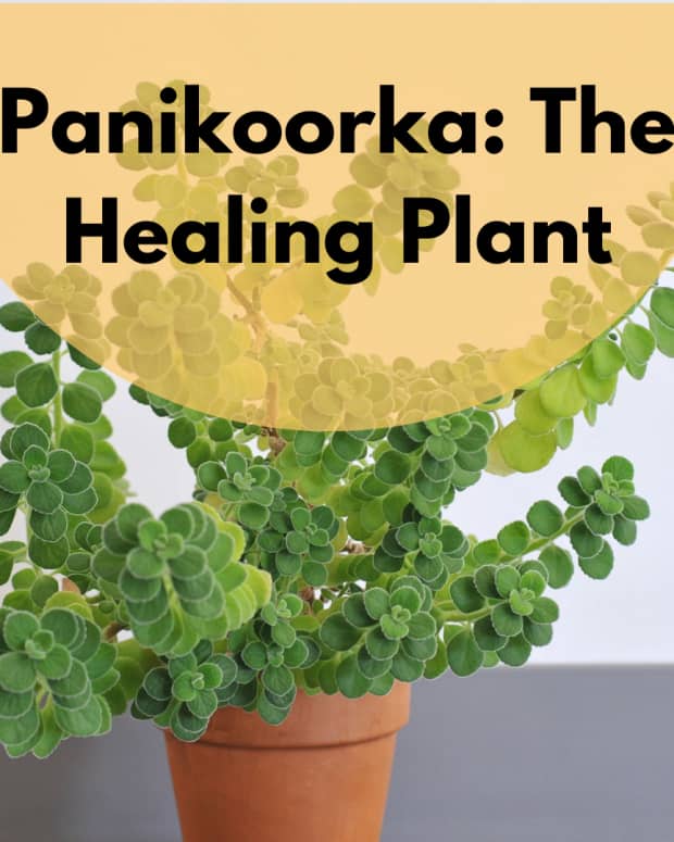 panikoorka-the-natural-anti-pyretic-and-home-remedy-for-cough-cold-and-fever-in-children-and-adults