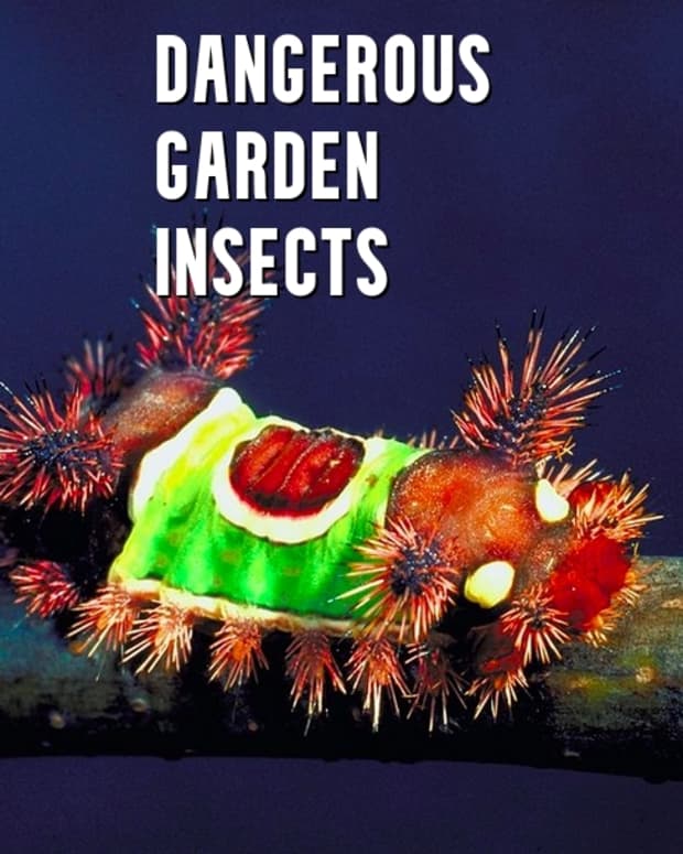 dangerous-garden-insects