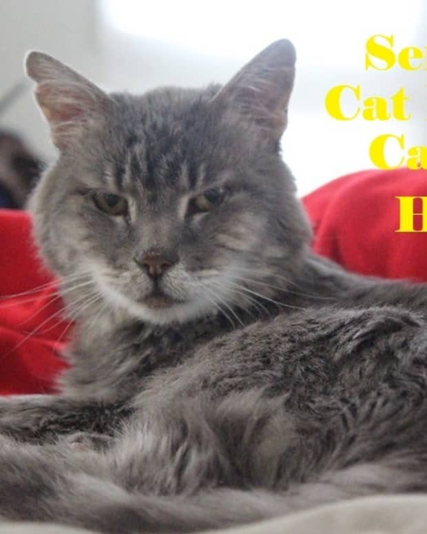 geriatric-cat-home-health-no-vet-available