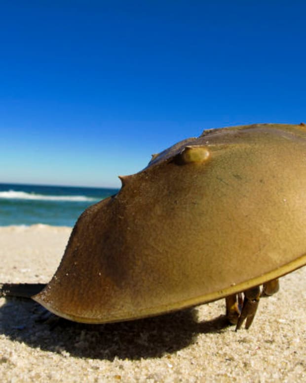 a-story-about-a-living-fossil-the-horseshoe-crab