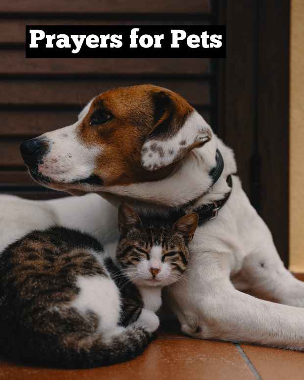 prayers-for-sick-pets