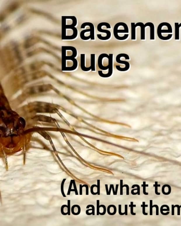 bugs-in-basement