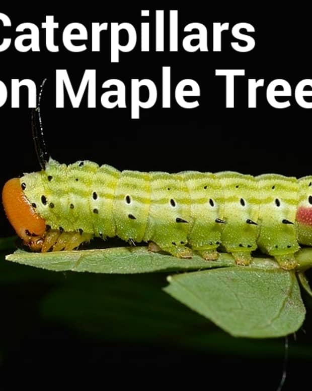caterpillars-on-maple-trees