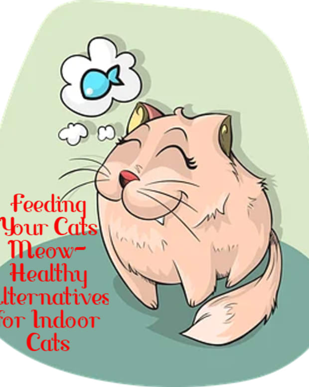 feeding-your-cats-meow-healthy-alternatives-for-indoor-cats