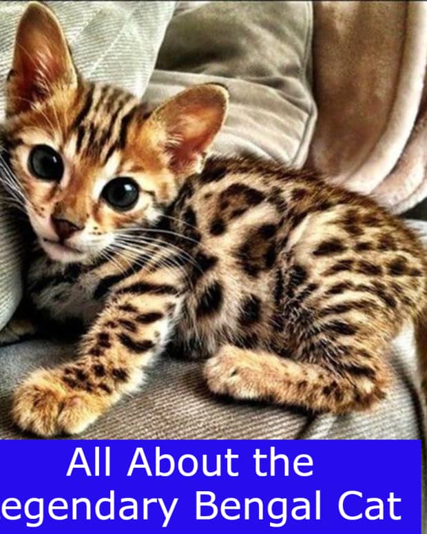 the-legendary-bengal-cats
