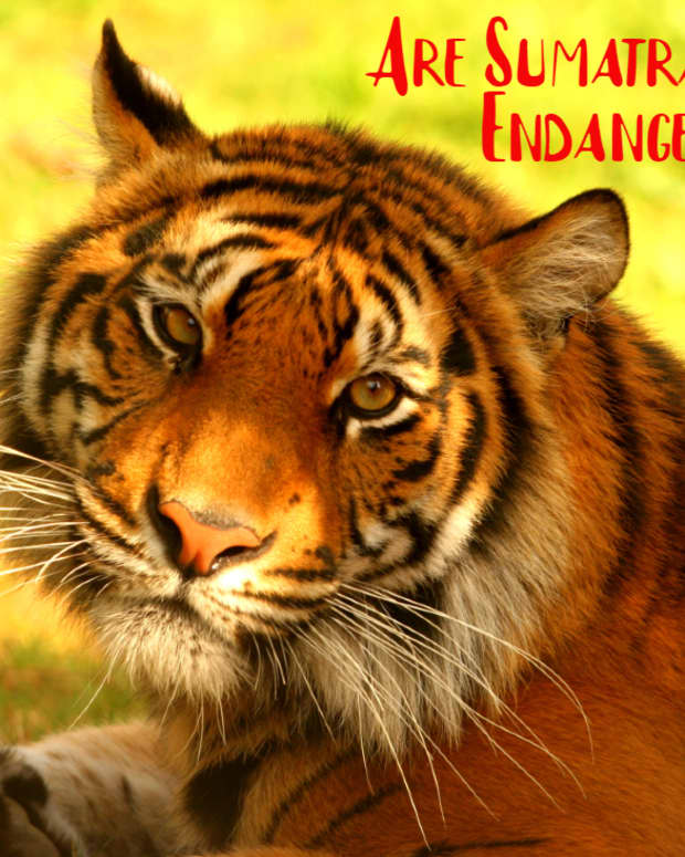 are-sumatran-tigers-endangered