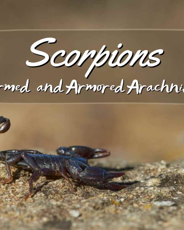 scorpions-armed-and-armored-arachnids