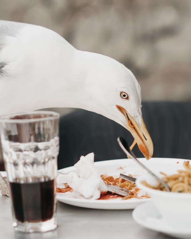 nuisance-seagulls-steal-food