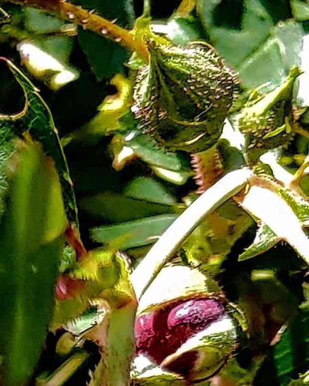 fungus-gnats-what-are-they-and-how-to-get-rid-of-them