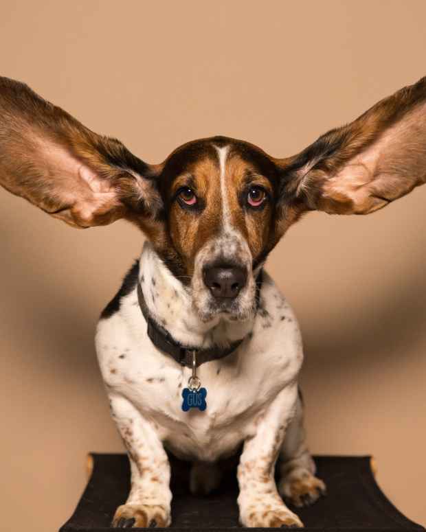 Dogs With Swollen Ear Flaps Symptoms and Treatment PetHelpful