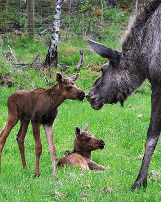 day-trips-from-stockholm-grdsj-moose-park