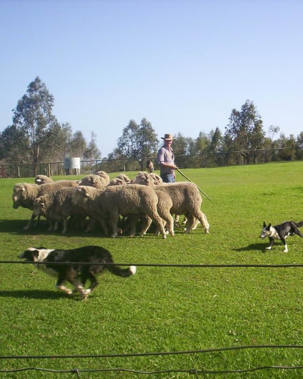 five-dog-breeds-for-farm-work