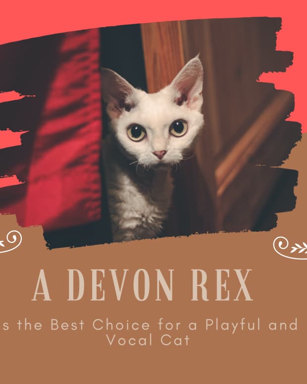 Cats Get Carsick, Too Tips for Calming Kitty's Tummy PetHelpful