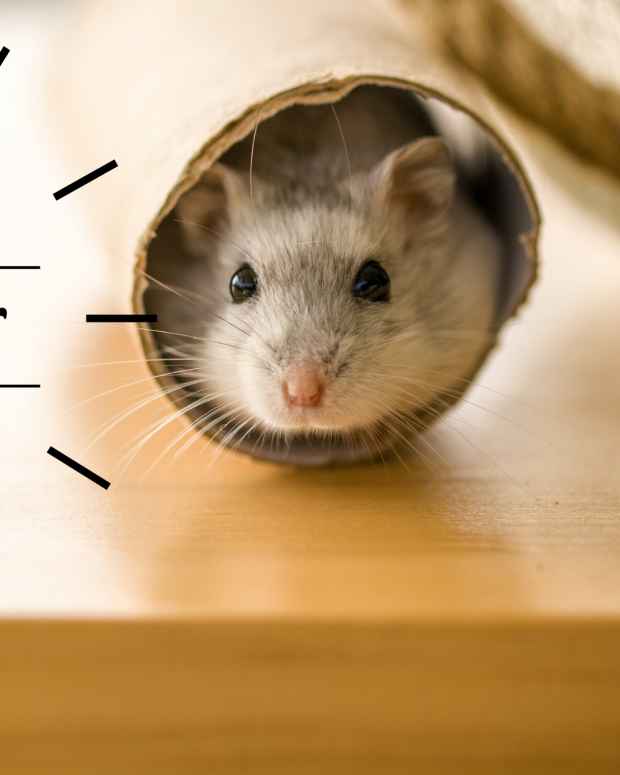 which-hamster-should-i-get