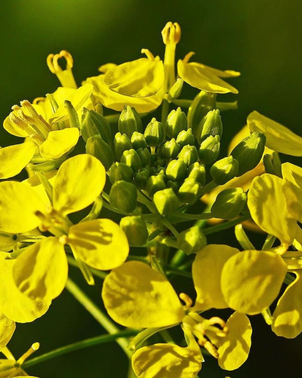 powerful-mustard-seed