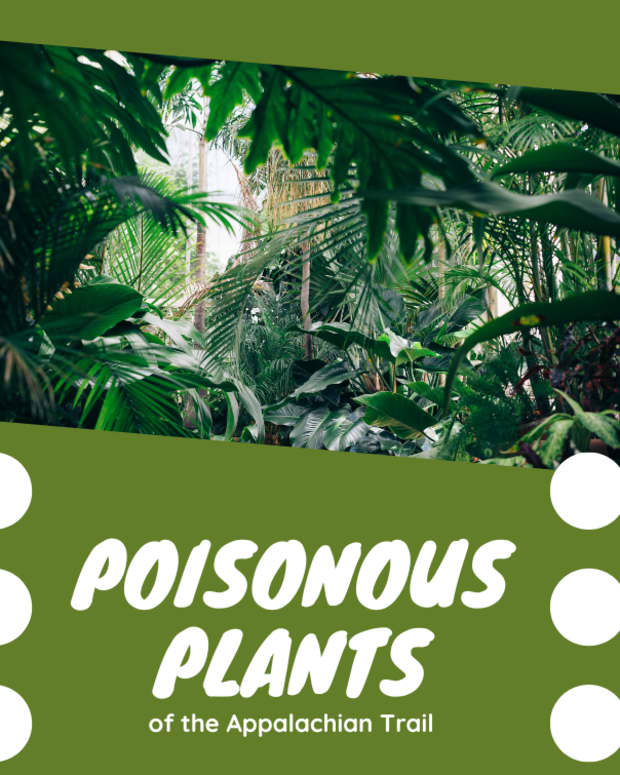 poisonous-plants-of-the-appalachian-trail