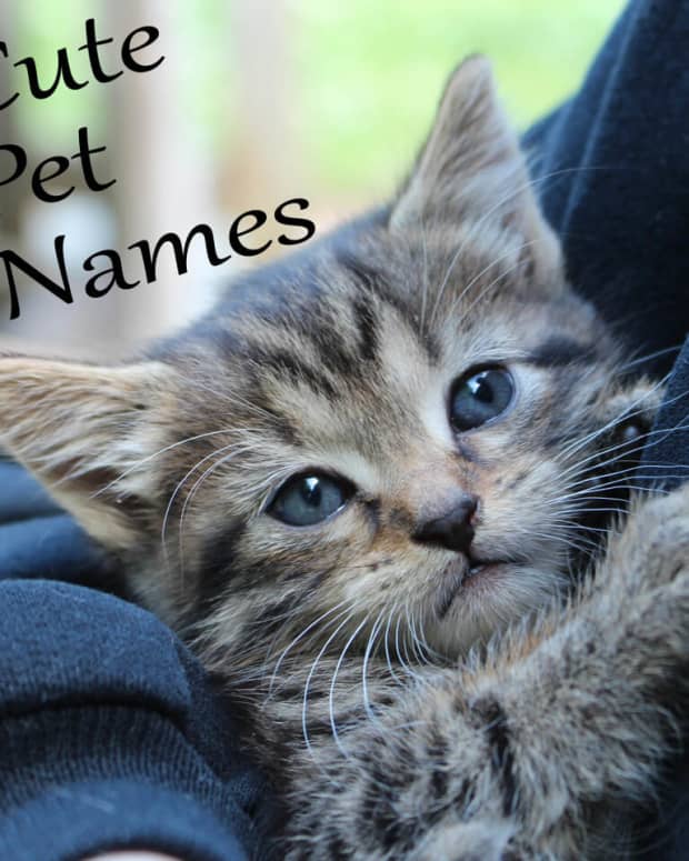 cute-pet-names
