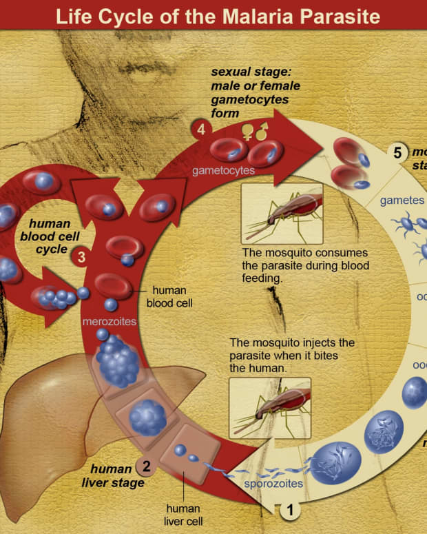 key-information-about-malaria