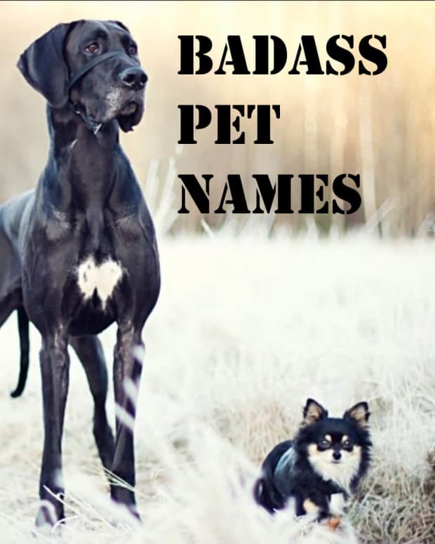 badass-pet-names