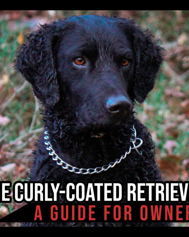 the-curly-coated-retriever-a-guide-for-owners