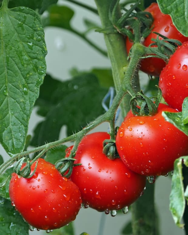 5-things-i-learned-when-i-first-grew-tomatoes