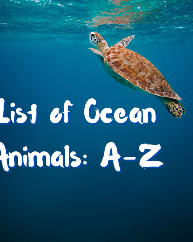 list-of-ocean-animals