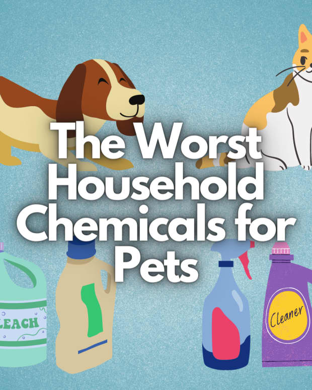 ten-household-chemicals-that-are-bad-for-your-pets