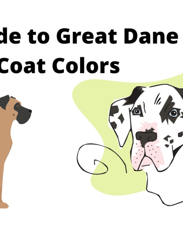 a-guide-to-great-dane-coat-colors